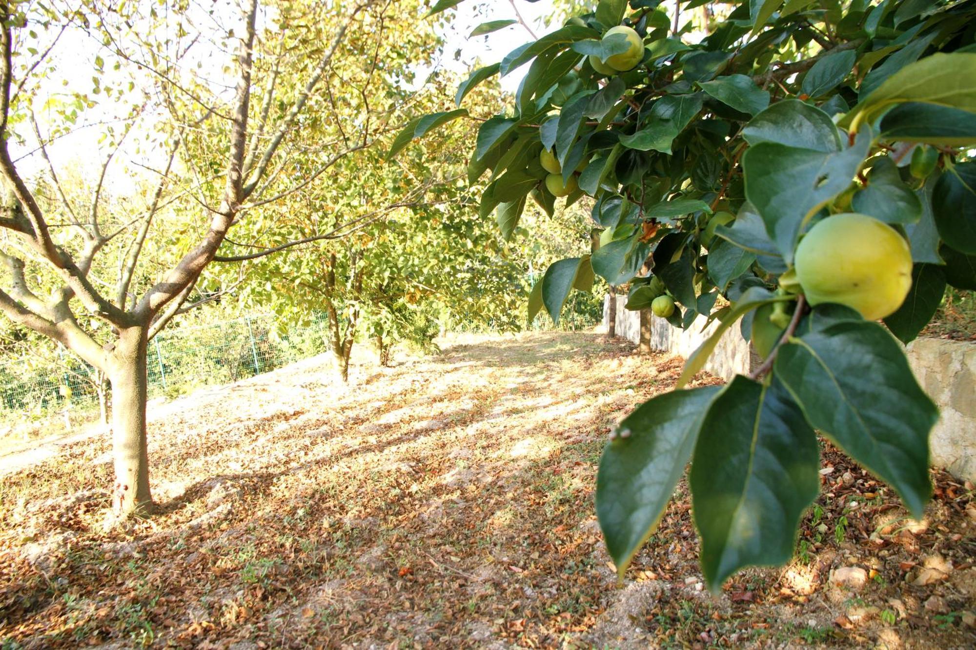 Bizim Ev Sapanca Exterior foto